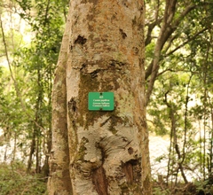 Elaeodendron croceum