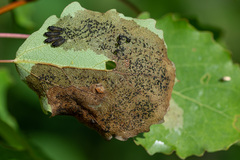 Phratora