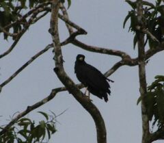 Buteogallus urubitinga