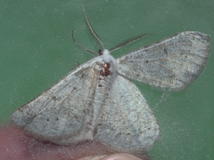 Dyscia conspersaria