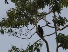 Buteogallus urubitinga