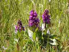 Dactylorhiza majalis