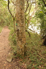 Elaeodendron croceum