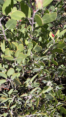 Arctostaphylos
