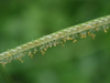 Hilograss - Photo (c) Kuan-Chieh (Chuck) Hung, some rights reserved (CC BY-NC-SA), uploaded by Kuan-Chieh (Chuck) Hung