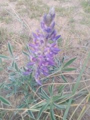 Lupinus multiflorus