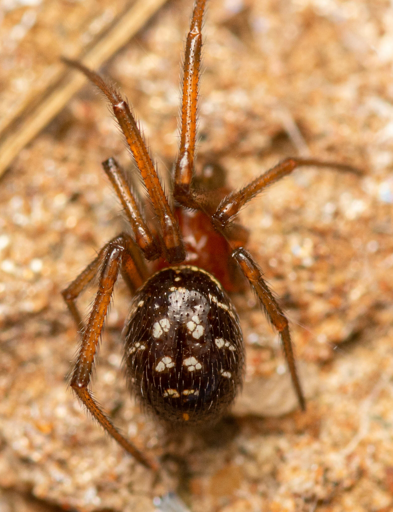 steatoda spider