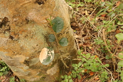 Elaeodendron croceum