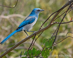 Aphelocoma coerulescens