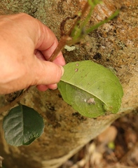 Elaeodendron croceum