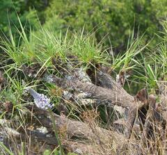 Xerophyta retinervis