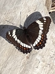 Limenitis arthemis rubrofasciata
