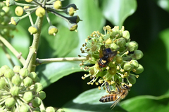 Phasia aurigera