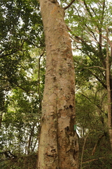 Elaeodendron croceum