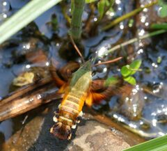 Macroglossum trochilus