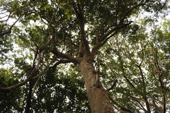 Elaeodendron croceum