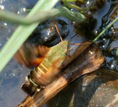 Macroglossum trochilus