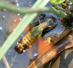 Macroglossum trochilus
