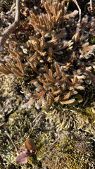 Selaginella rupestris