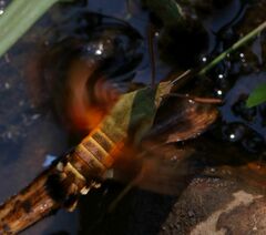 Macroglossum trochilus