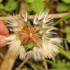 Gerbera cordata