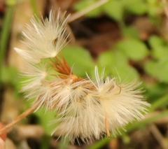 Gerbera cordata