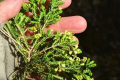 Passerina corymbosa