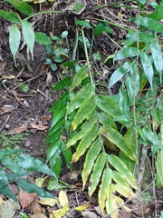 Asplenium gemmiferum