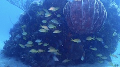 Haemulon flavolineatum