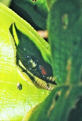 Trachelophorus giraffa