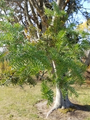 Abies balsamea