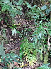 Asplenium gemmiferum