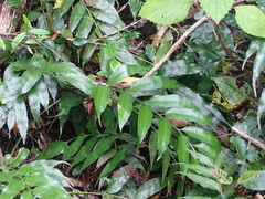 Asplenium gemmiferum