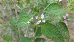 Lantana rugosa