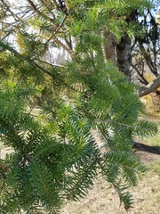 Abies balsamea