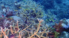 Acropora cervicornis