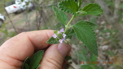 Lantana rugosa