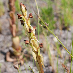 Satyrium bicorne