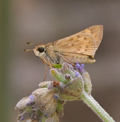 Hylephila phyleus