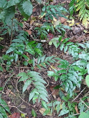 Asplenium gemmiferum