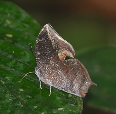 Memphis moruus morpheus