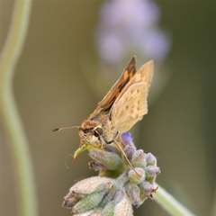 Hylephila phyleus