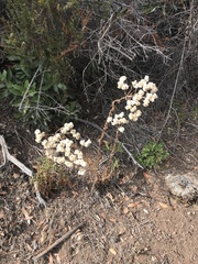 Pseudognaphalium californicum