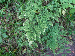 Adiantum raddianum
