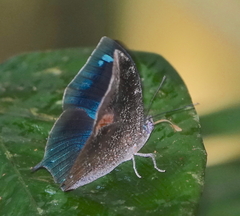 Memphis moruus morpheus