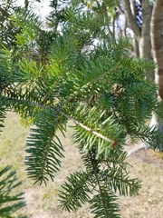 Abies balsamea