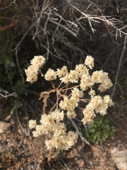 Pseudognaphalium californicum