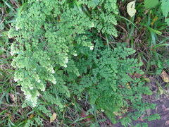 Adiantum raddianum