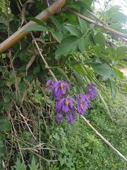 Solanum seaforthianum