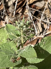 Ruellia occidentalis